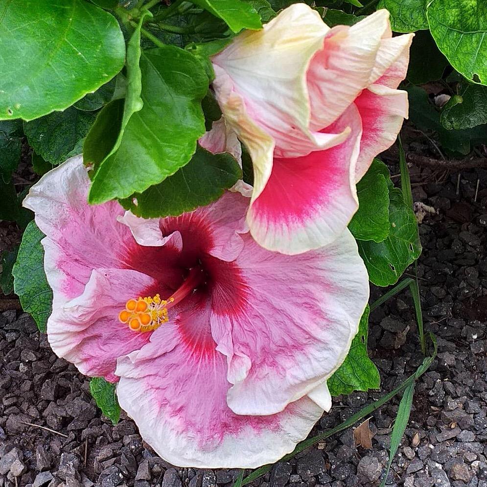 Hibiscus 4