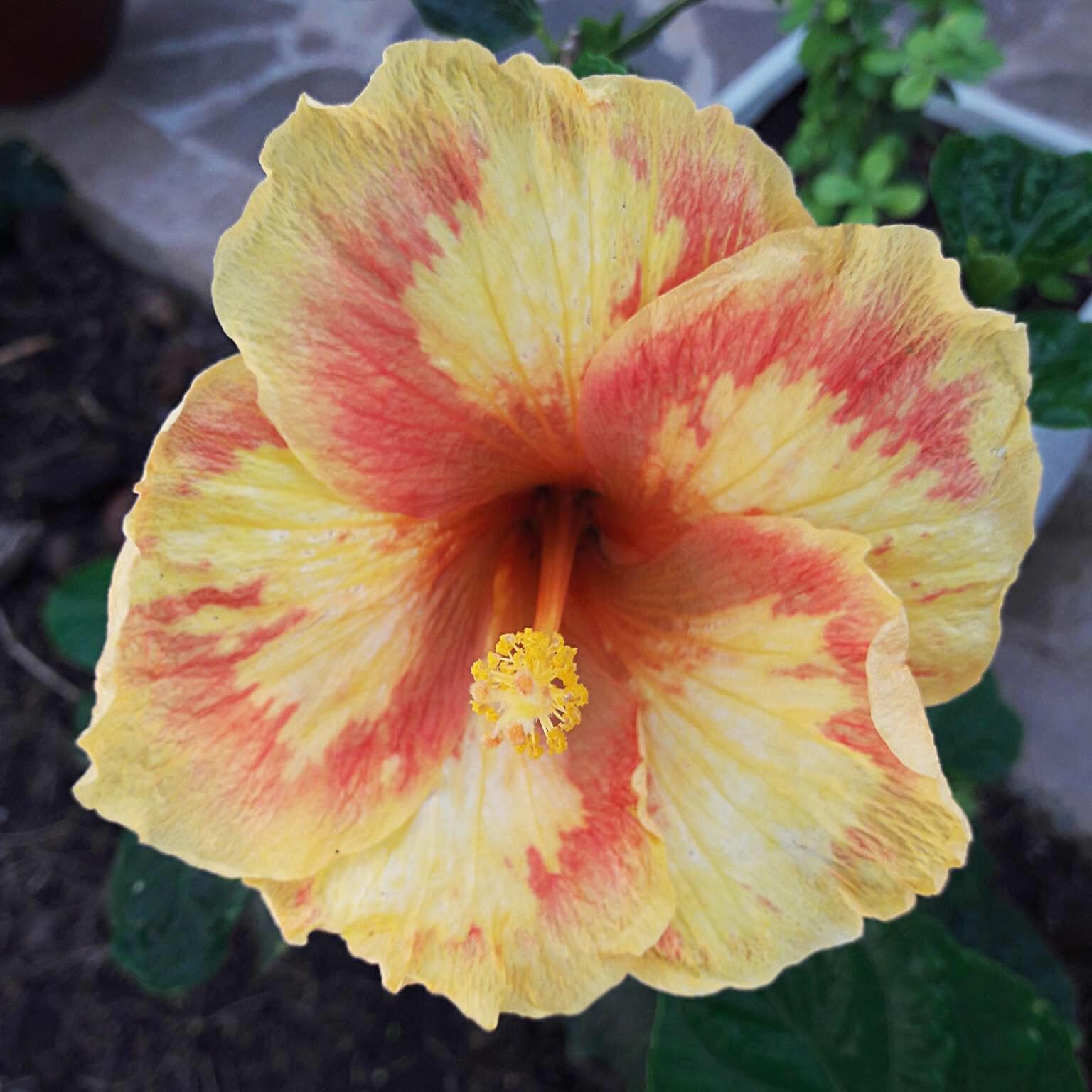 Hibiscus 12