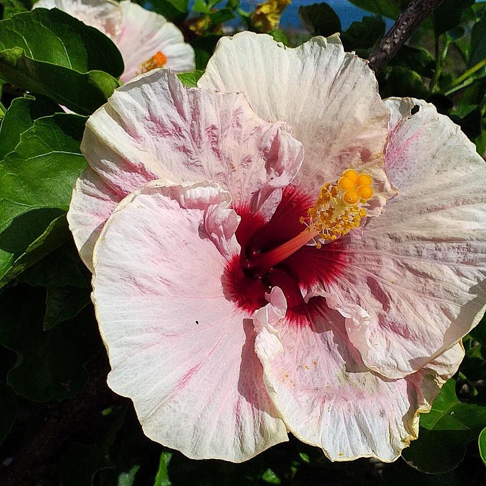 Hibiscus 25