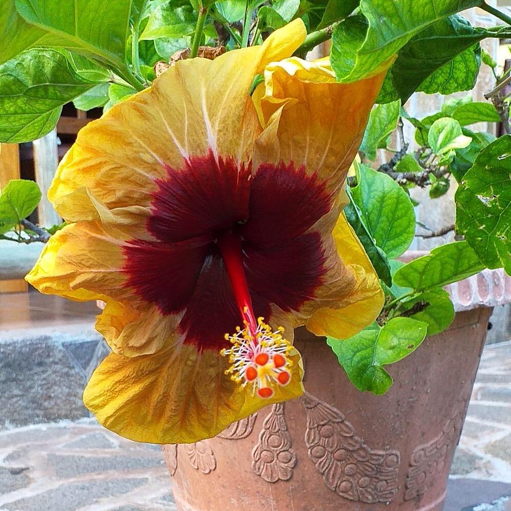 Hibiscus 19