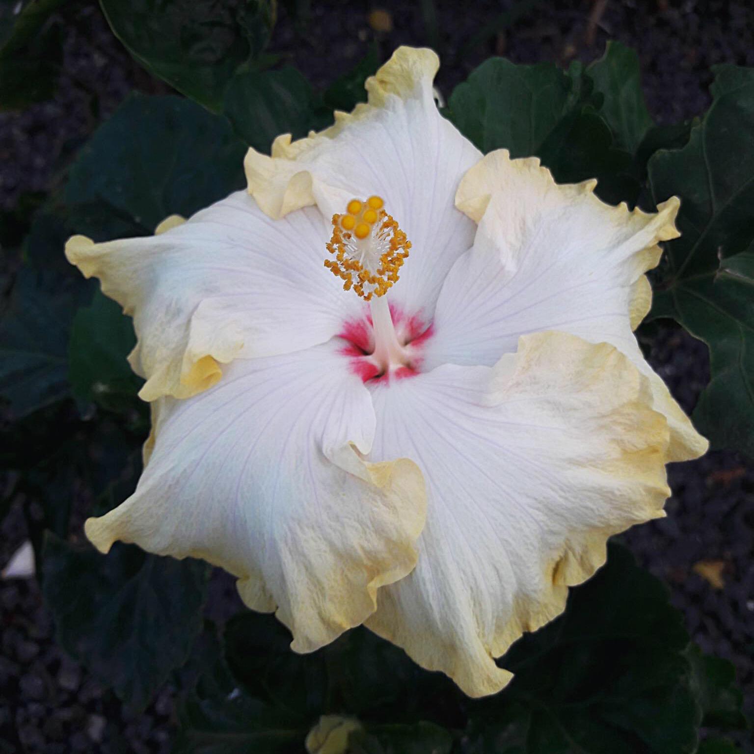 Hibiscus 14