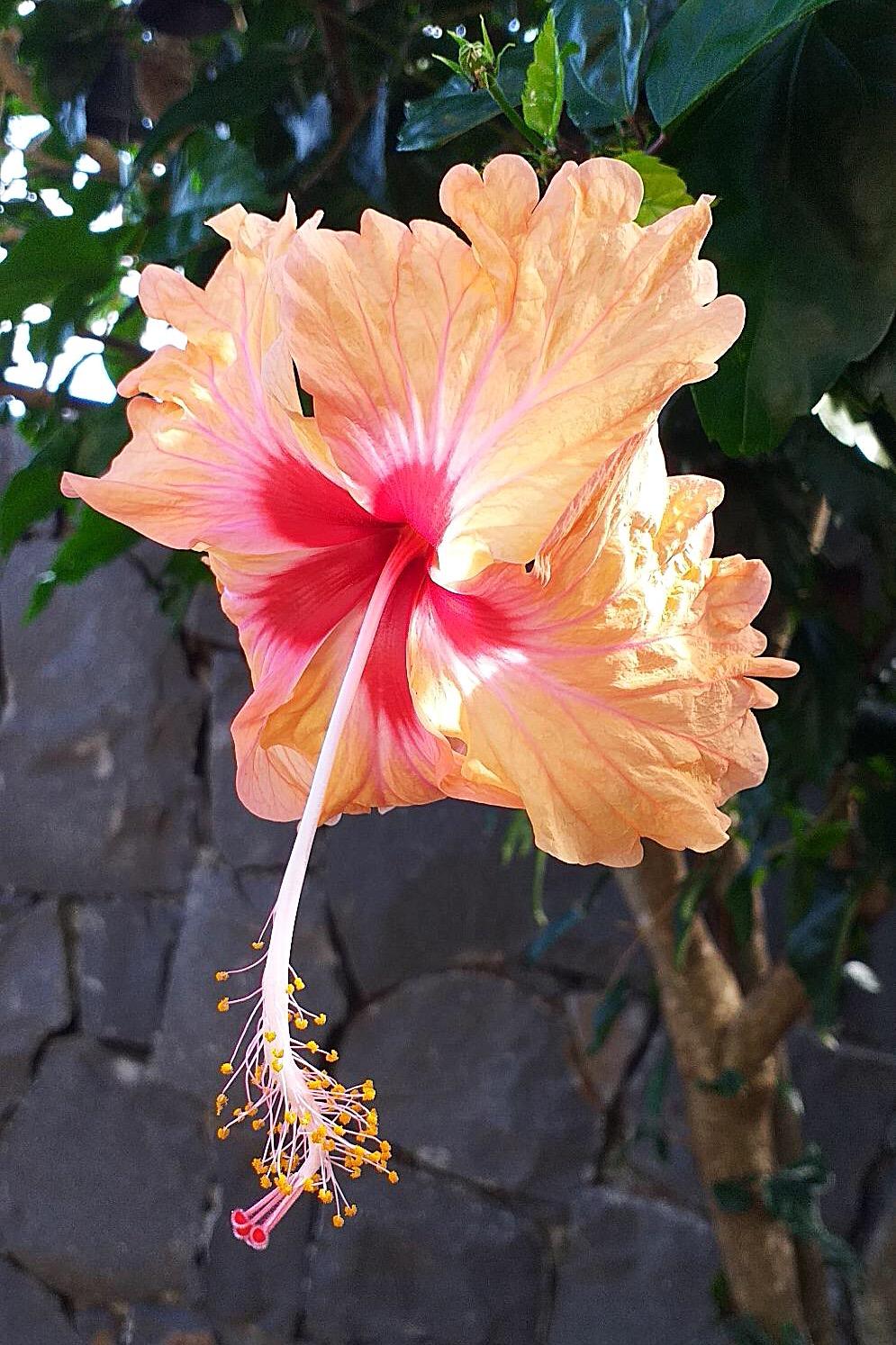 Hibiscus 10