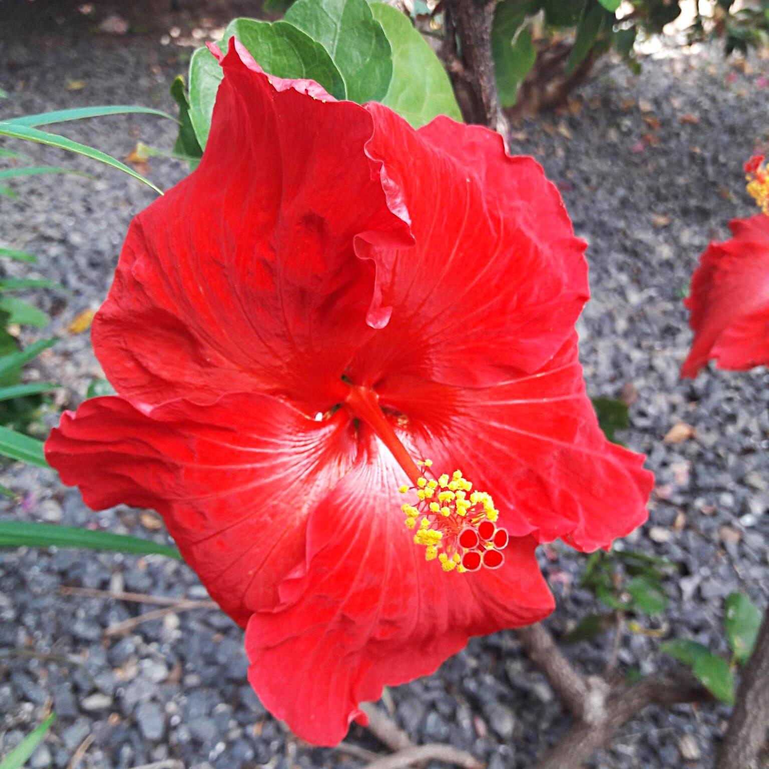 Hibiscus 1