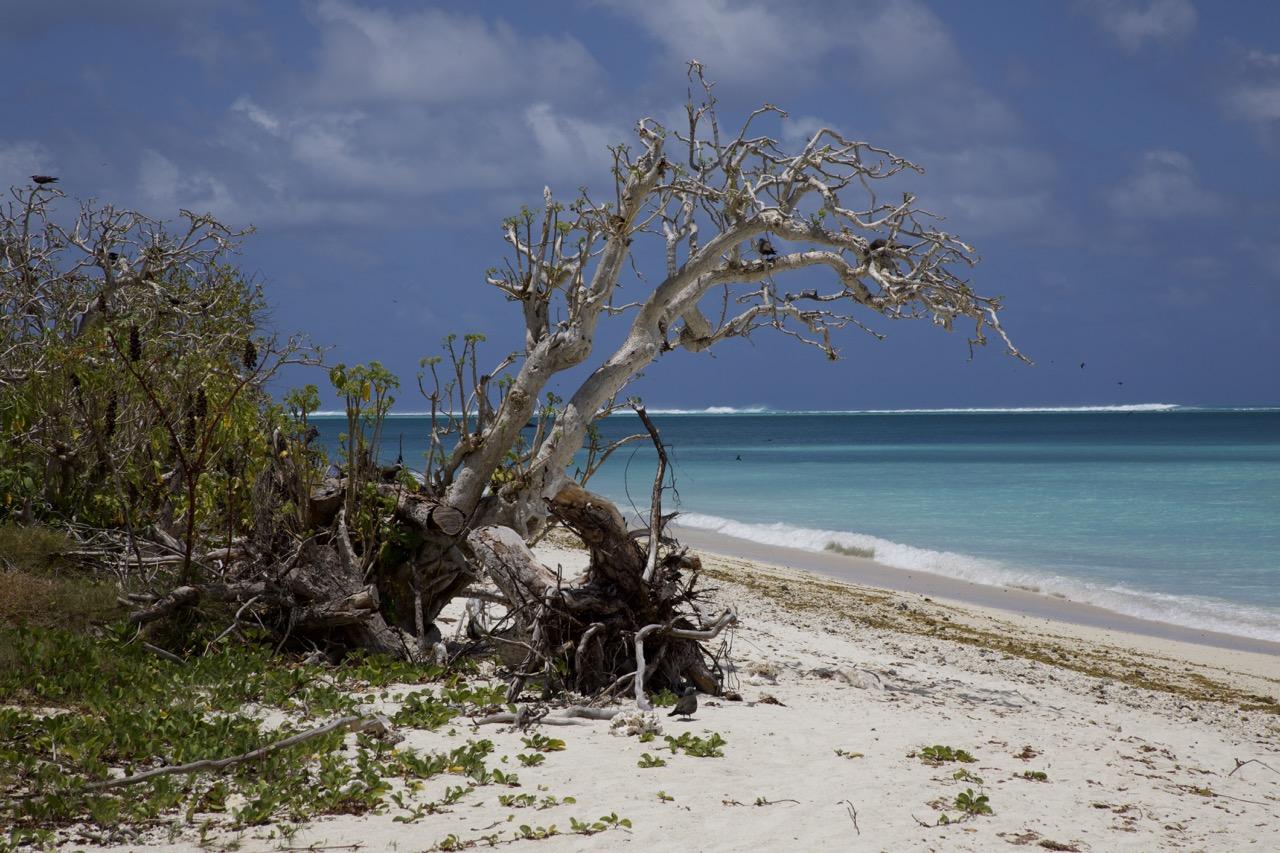 Île aux cocos