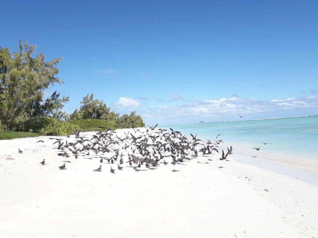 Ile aux cocos rodrigues island 6